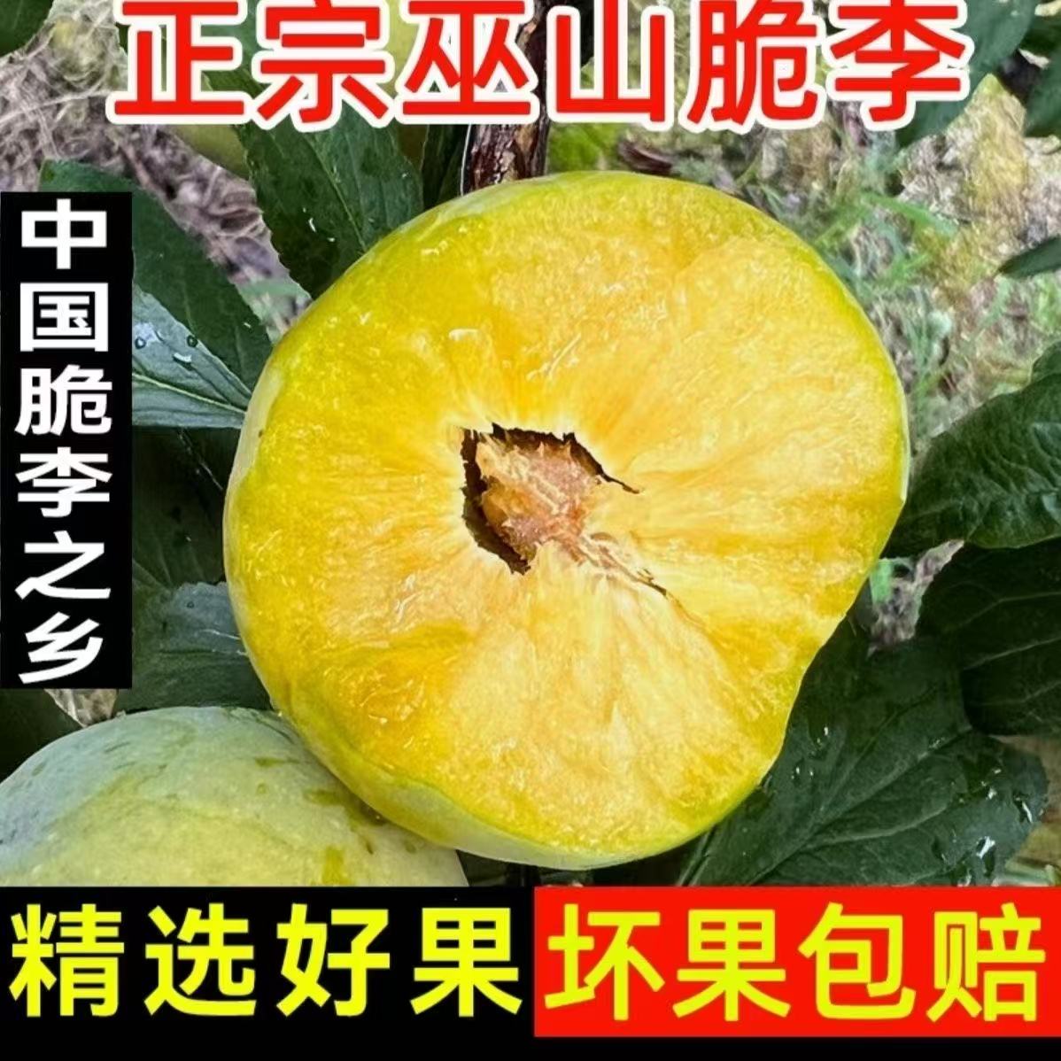 【正宗巫山脆李】重庆巫山脆李脱骨李新鲜应季水果汁多肉厚