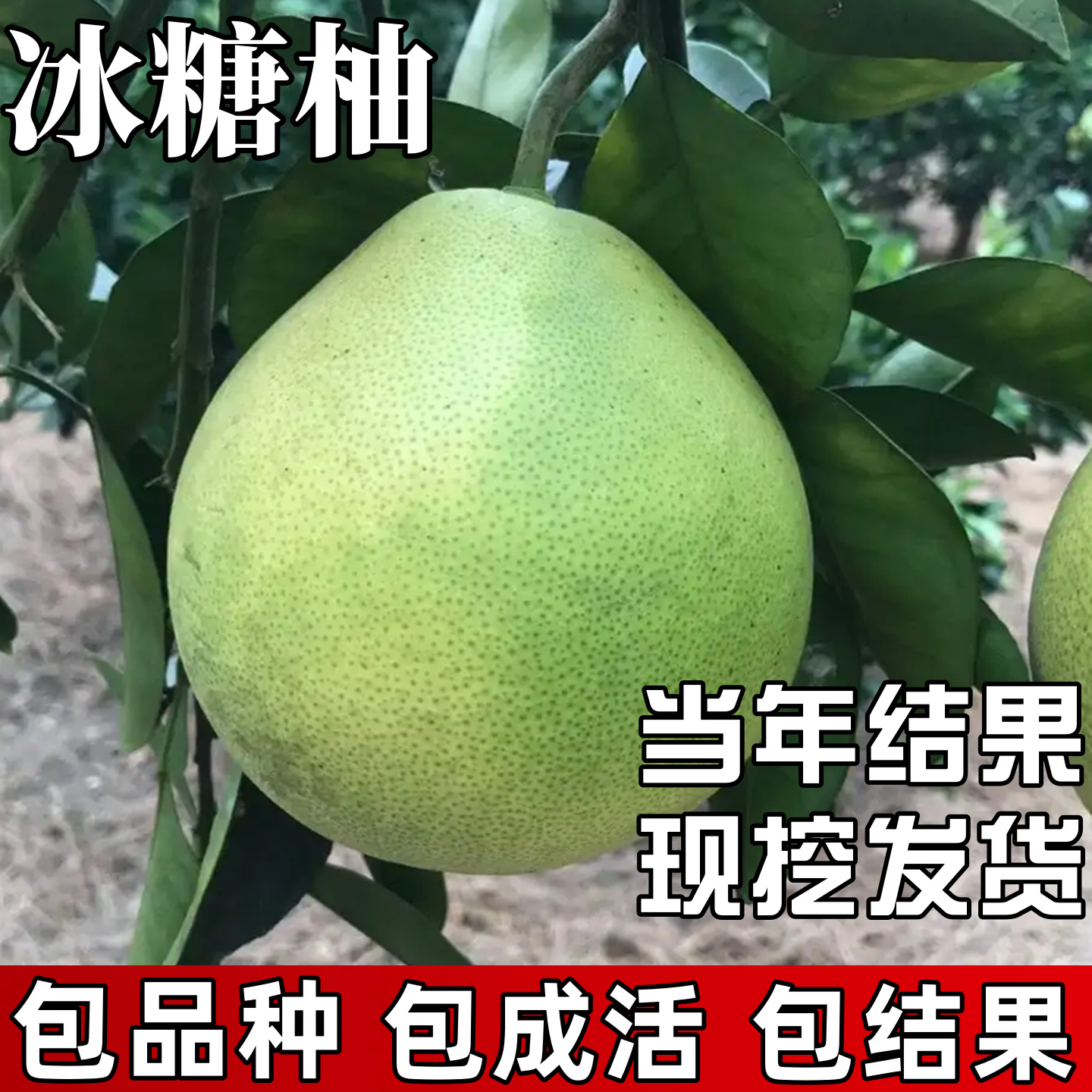 冰糖柚子树苗南北方庭院种植耐寒白心大蜜柚盆栽嫁接大树当年结果