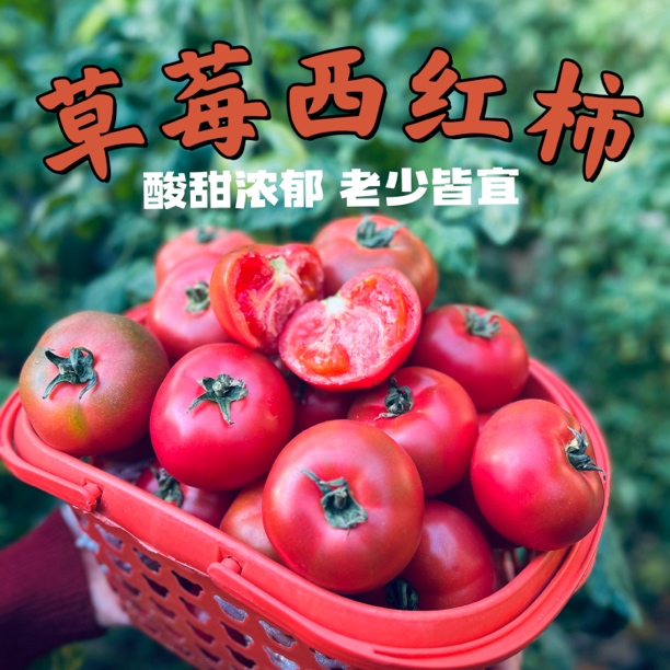 田洼草莓西红柿 儿时的味道 酸甜浓郁  产地直发