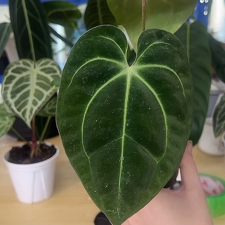 无花朵纯种贝斯花烛