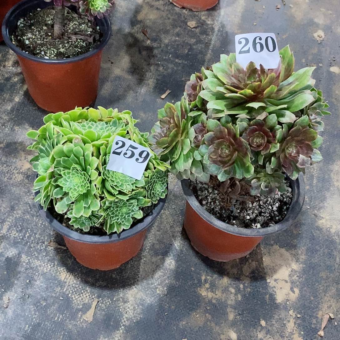 红丝绒翡翠冰260-259多肉法师