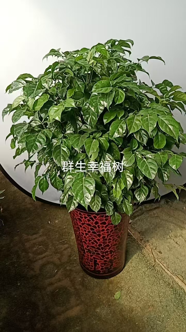 绿宝幸福树室内大型绿植盆栽净化空气好养旺宅植物