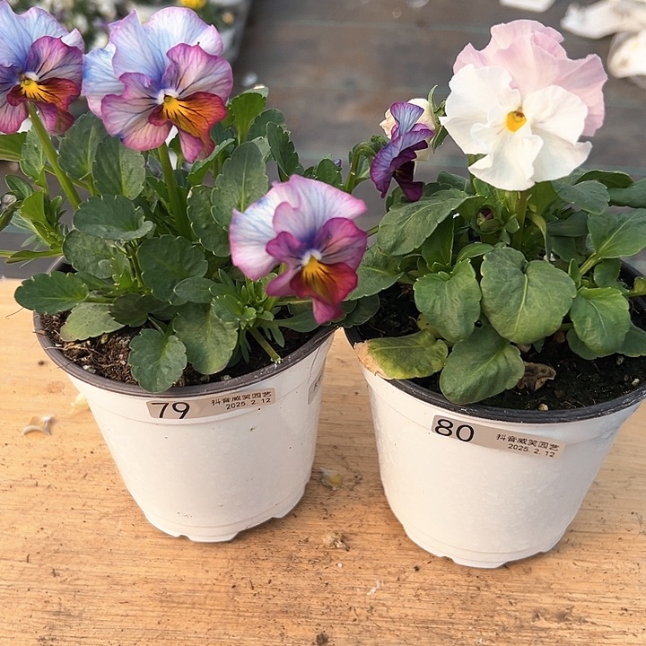 水晶抖音直播编号79-80