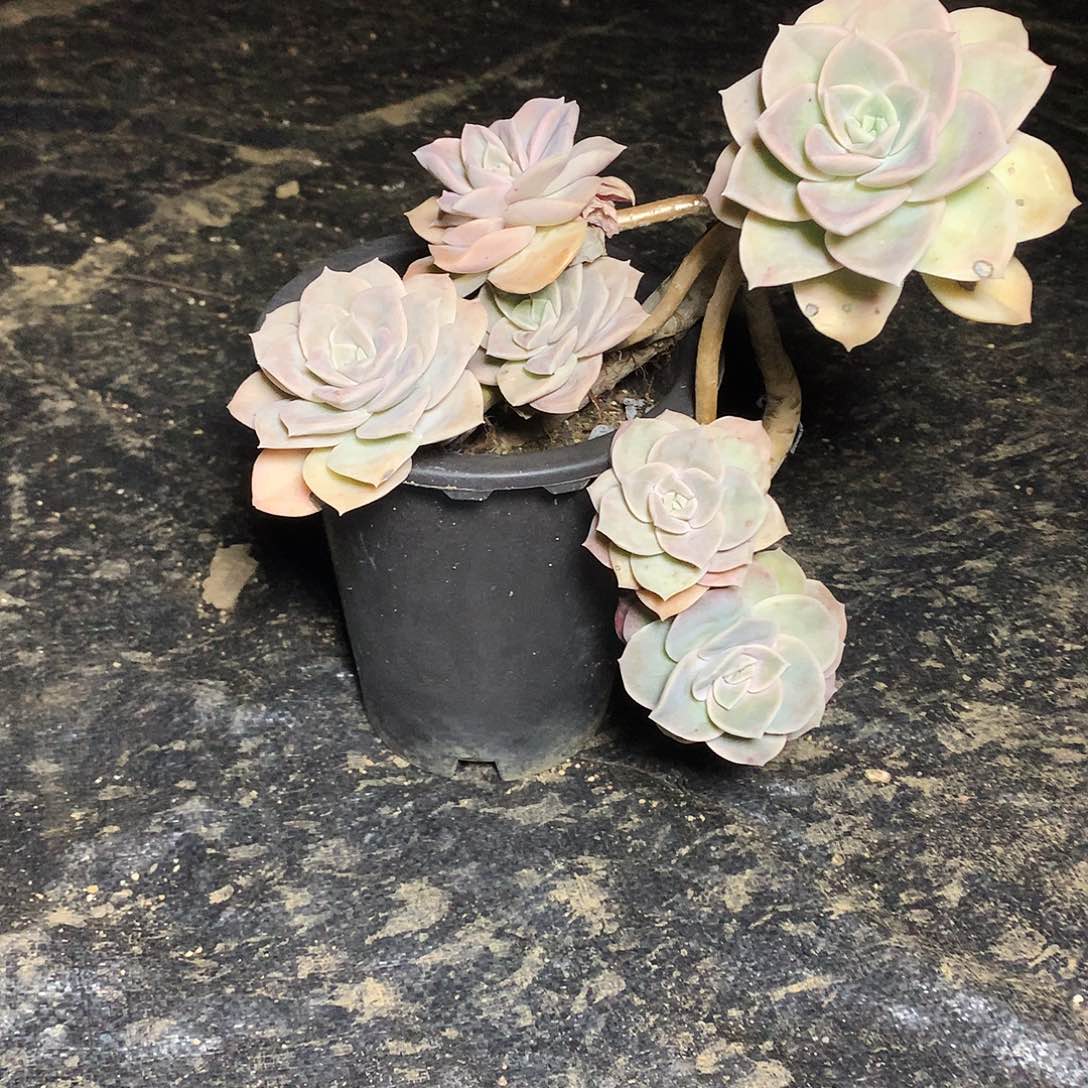 大叶玫瑰一物一拍