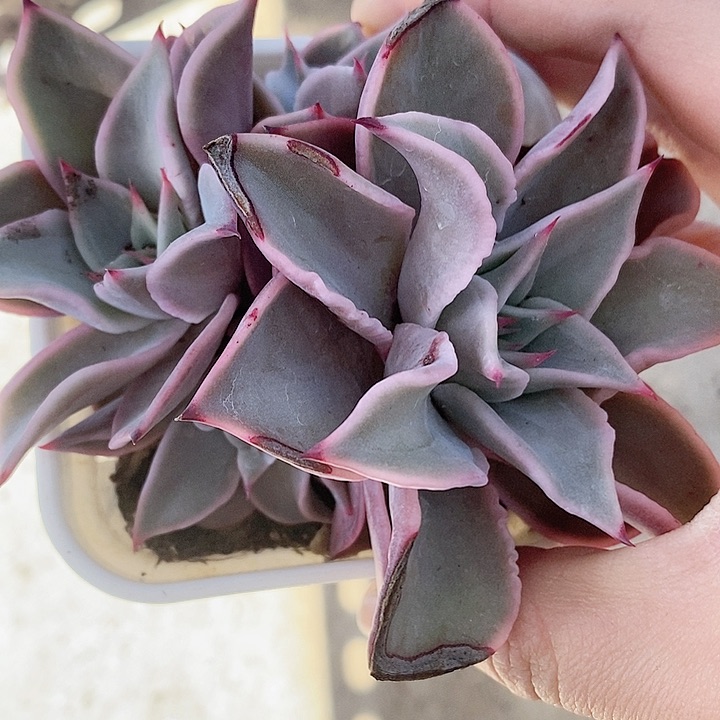 饺子皮一物一拍，