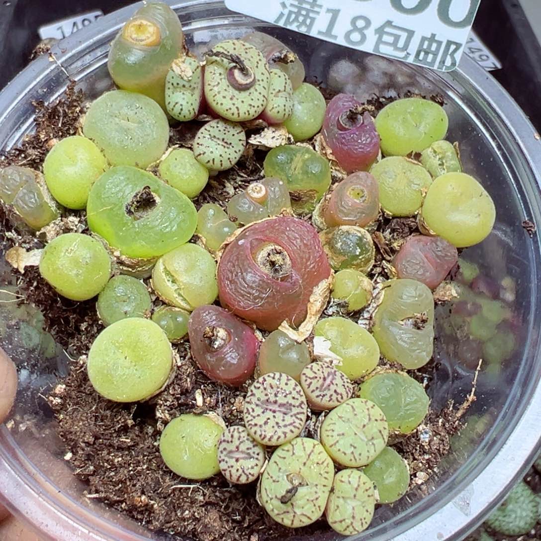 【闪购商品】 1500。   