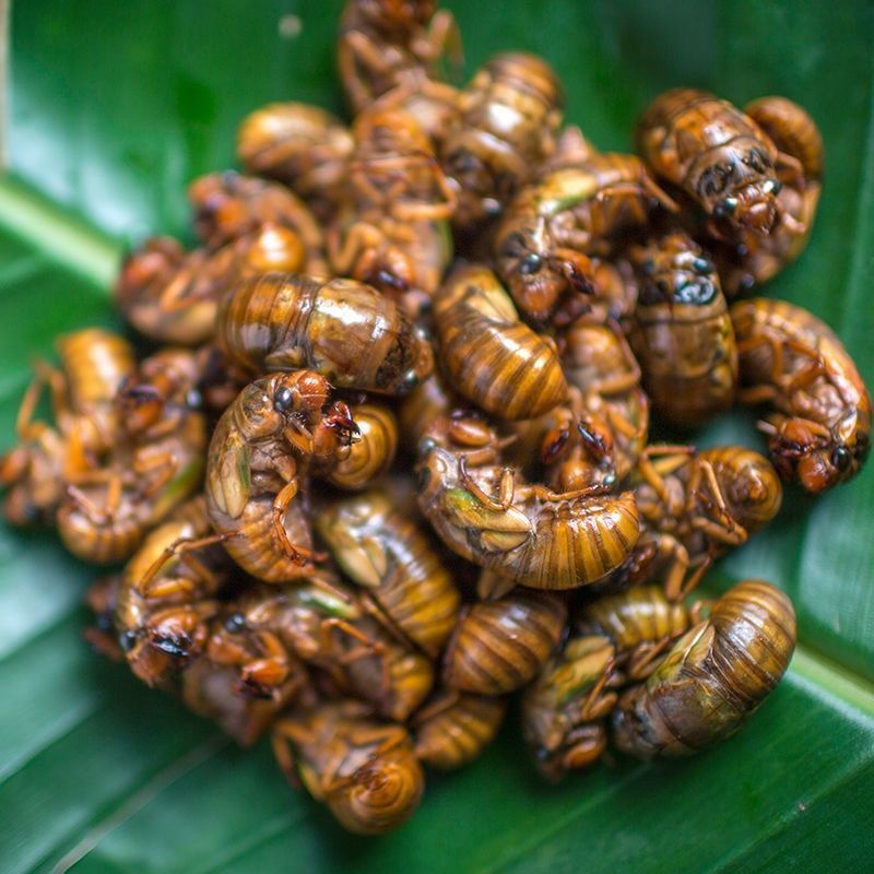 【顺丰】2025新鲜知了 爬叉 鸡拉猴 金1蝉 50只100只200只活体速冻