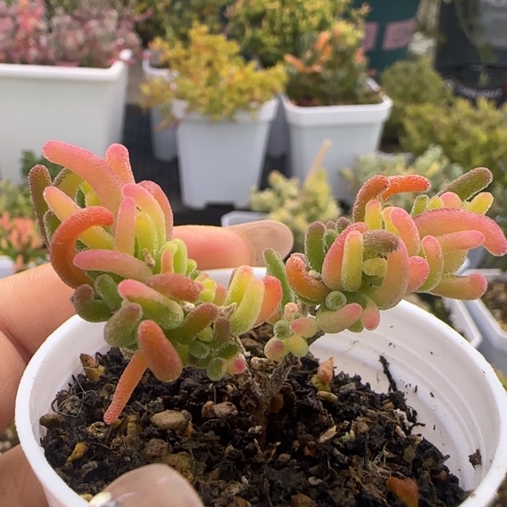 630-荧光兔黄金阴阳锦