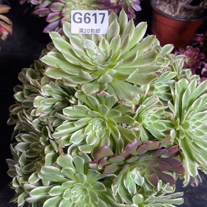 瑞妈多肉1.29.617