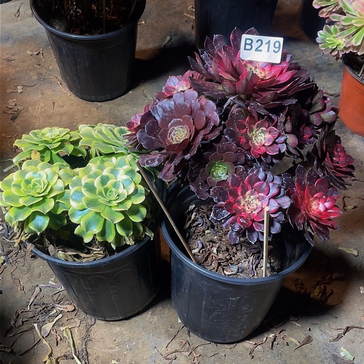 多肉法师219号烟花发货不包损