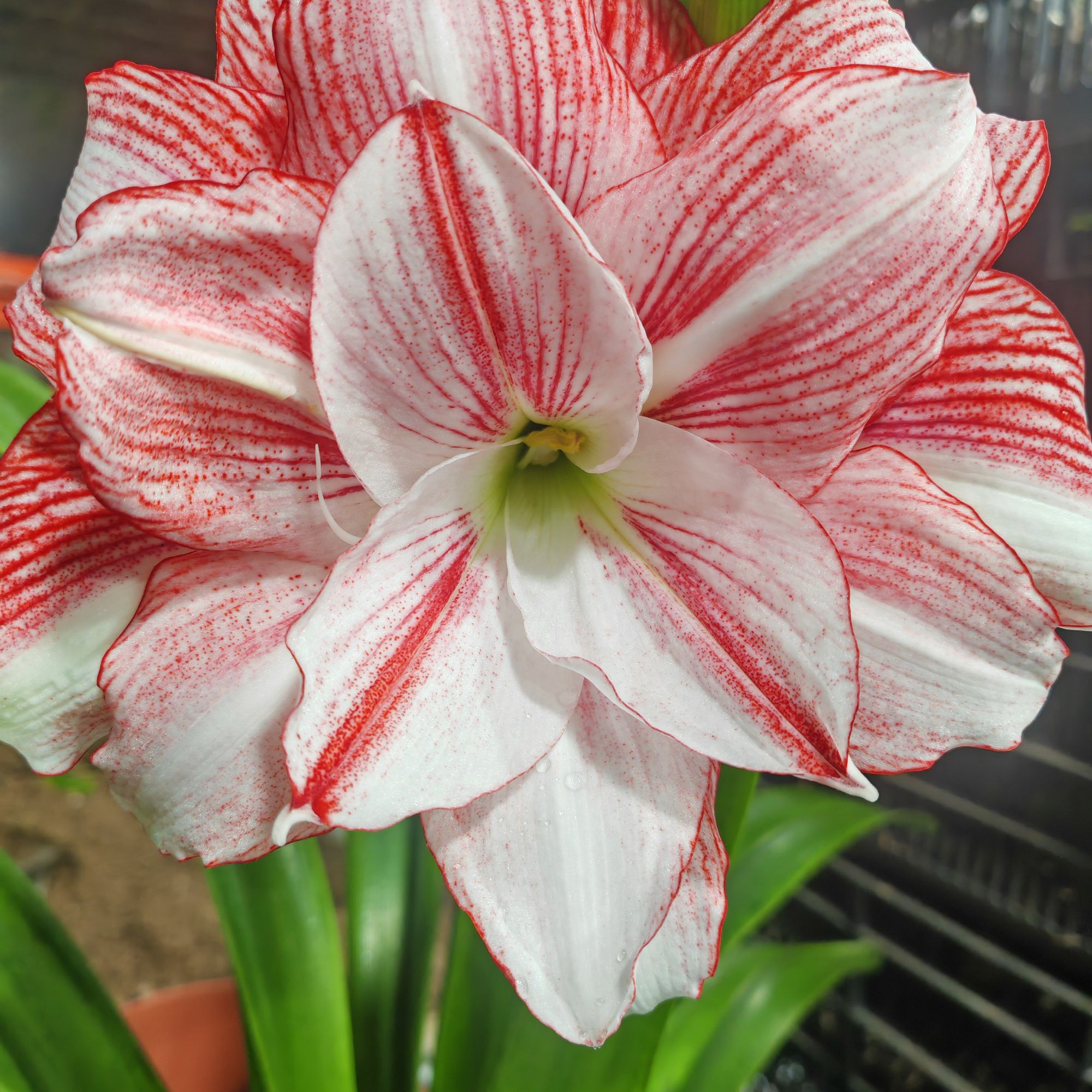 【邻家女孩】台朱★重瓣朱顶红种球室内外盆栽花卉种植原生根系