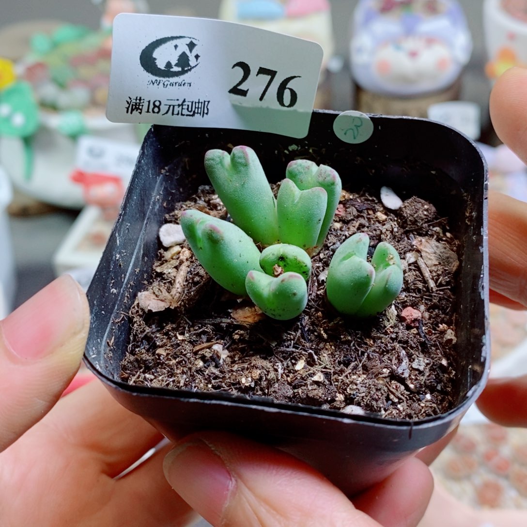 诗****生石花花花花花花花276