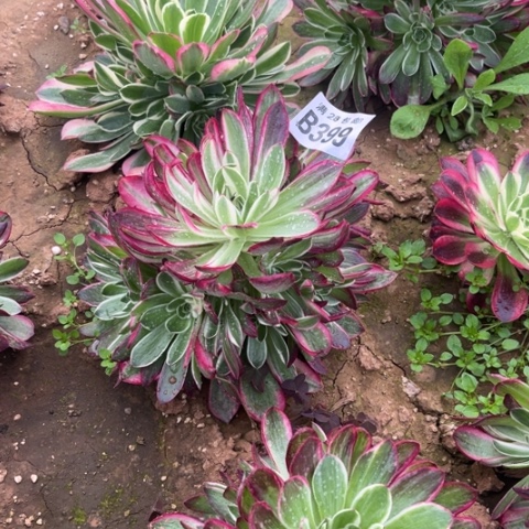 399海仙不包断枝