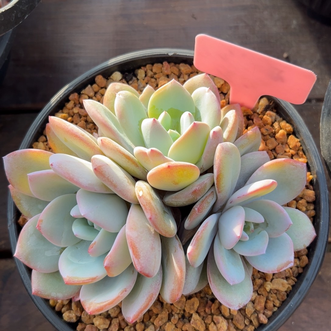 奶茶1111111111111111