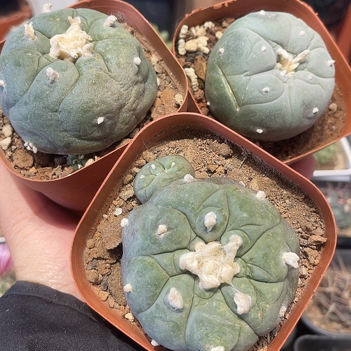 自根三颗无刺仙人球有点软，不售后