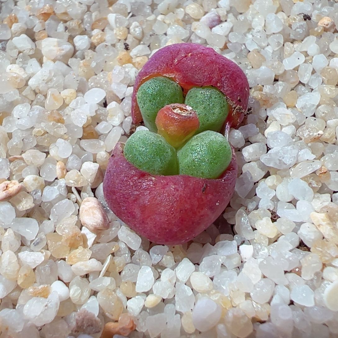 223-154多肉鲁提辖