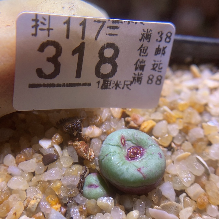 精品生石花117.318