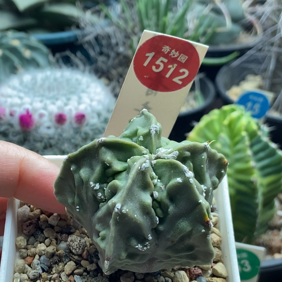 银沙核桃鸾凤玉一棵