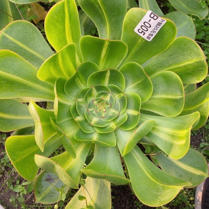 5号暴君多肉1，啊12345678