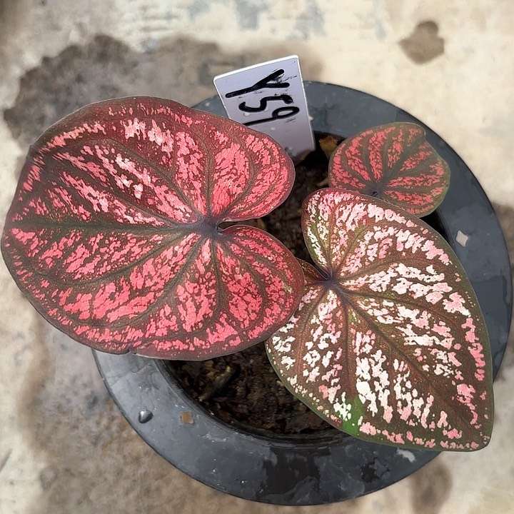 59-0210彩叶芋广东现货多肉