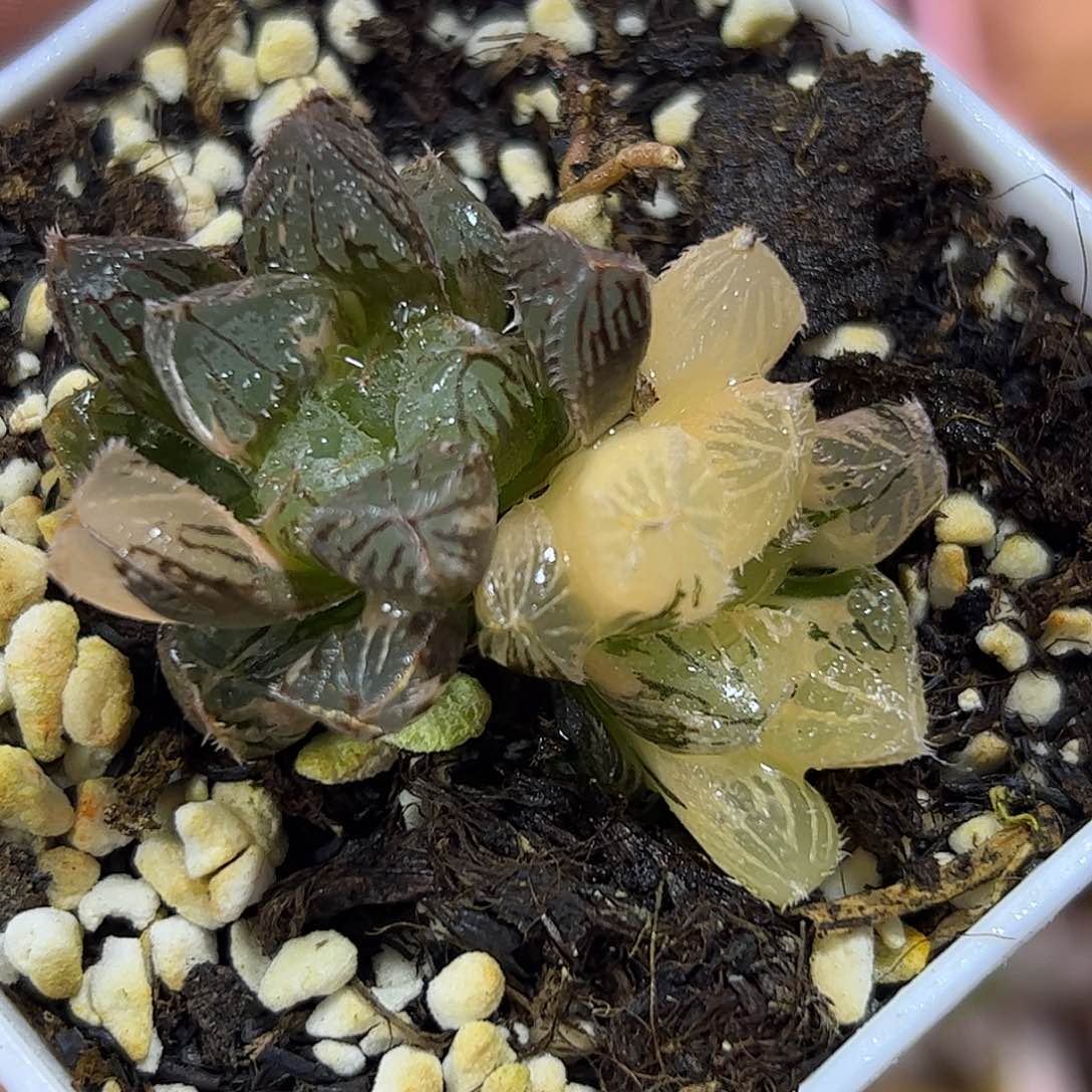 魔刺实生锦十二卷多肉