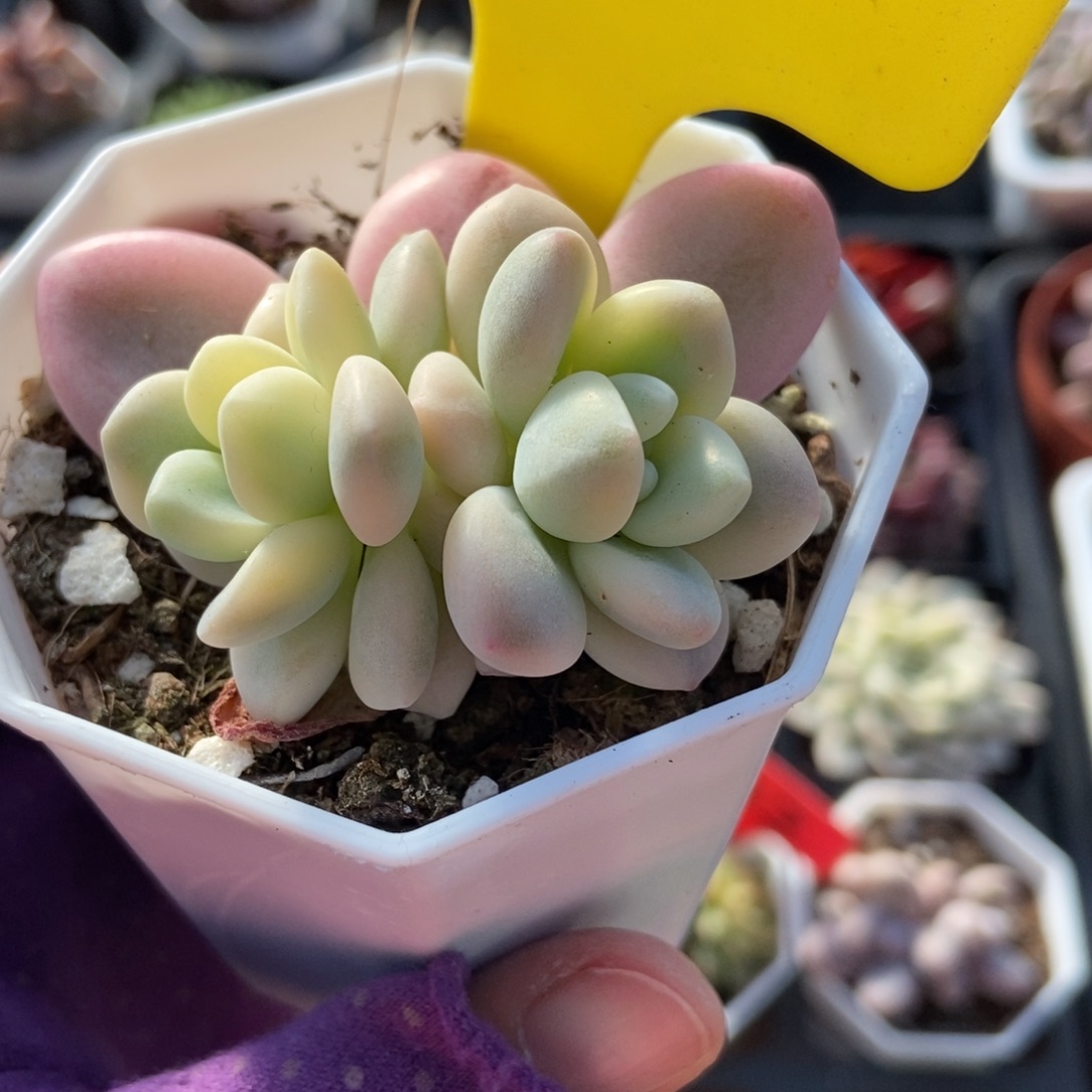 15洛神锦多肉植物