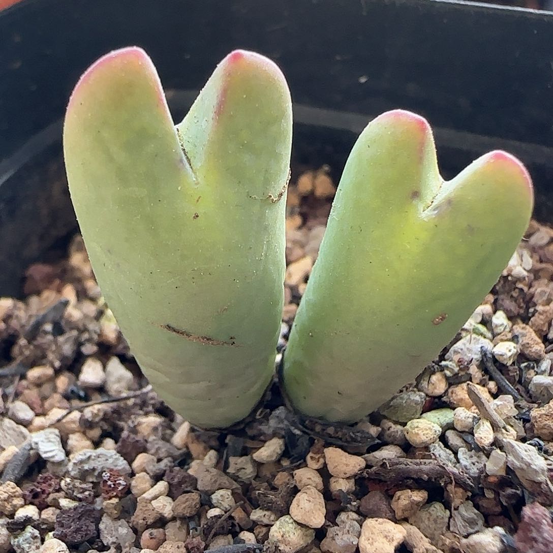 28包邮脱土发货26074