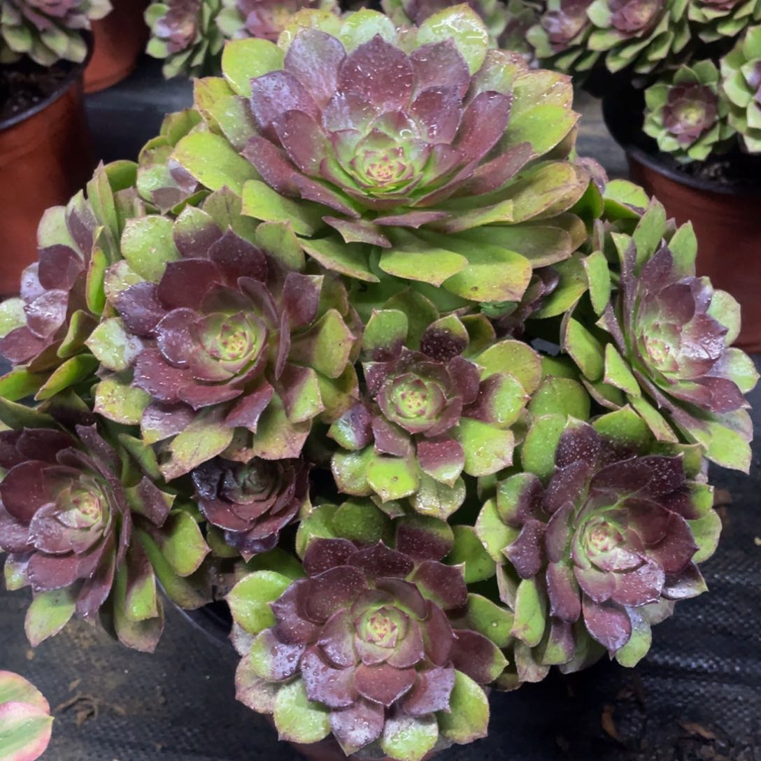 998红魔精品法师老桩