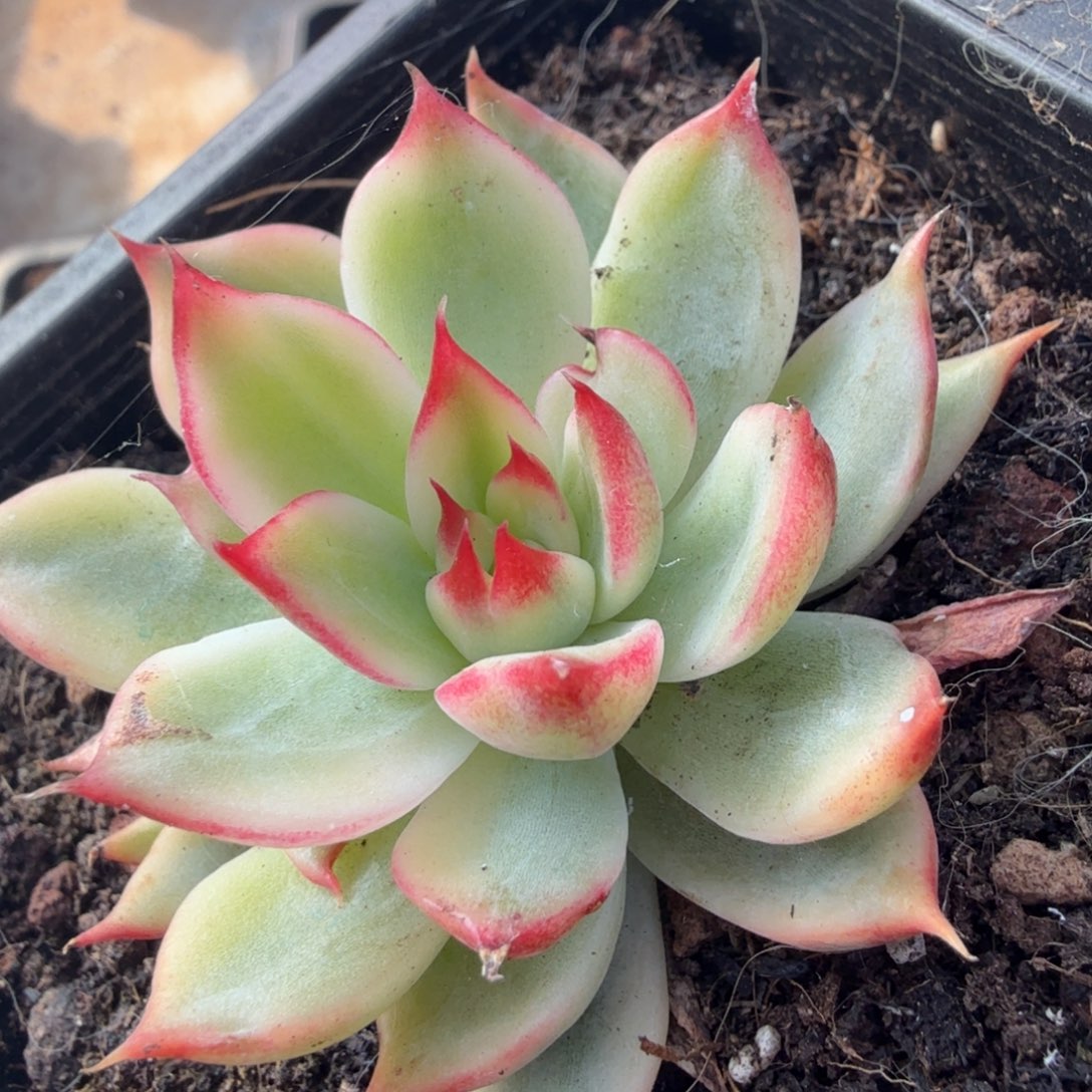 桃花锦腹轮锦一刻的