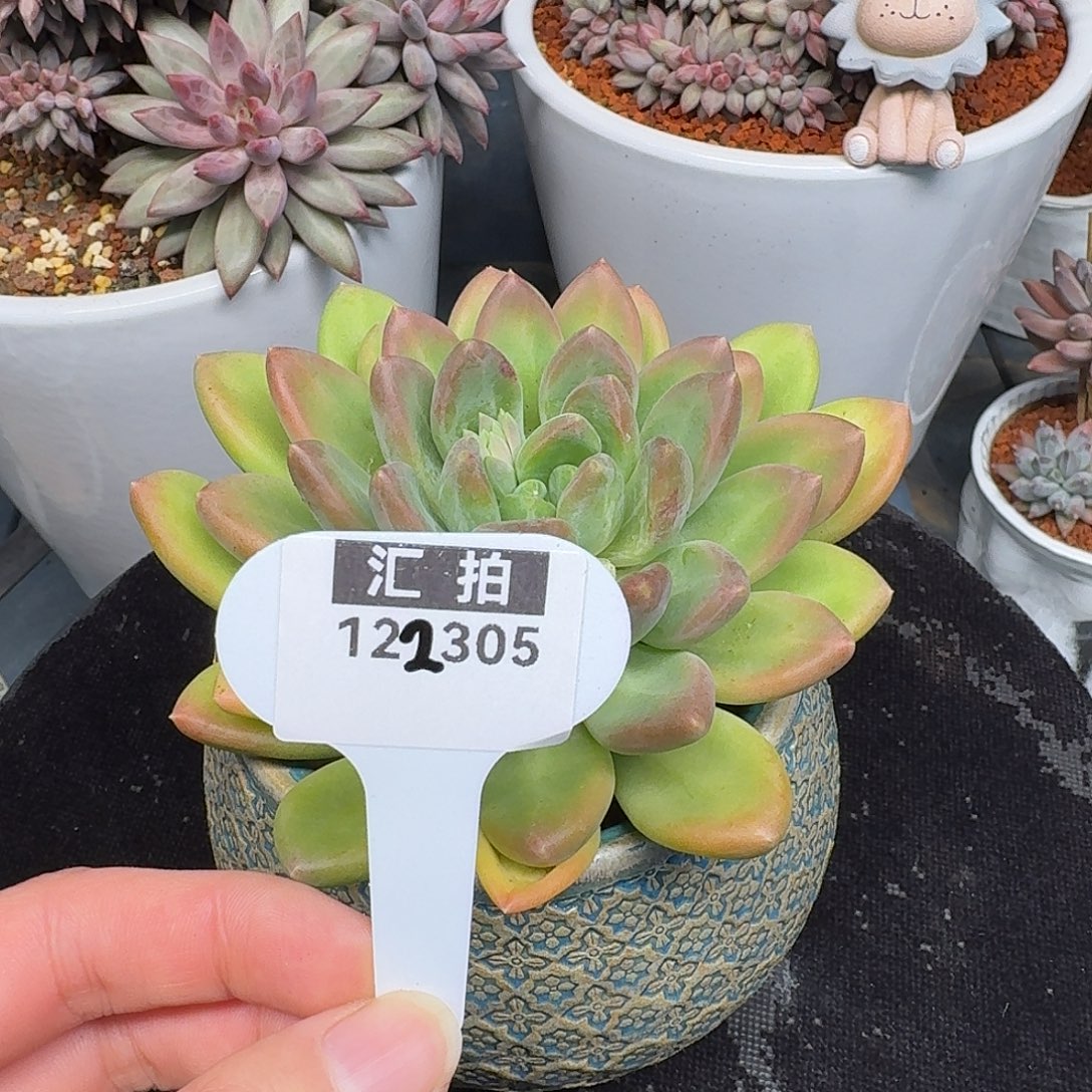 精品多肉植物122305