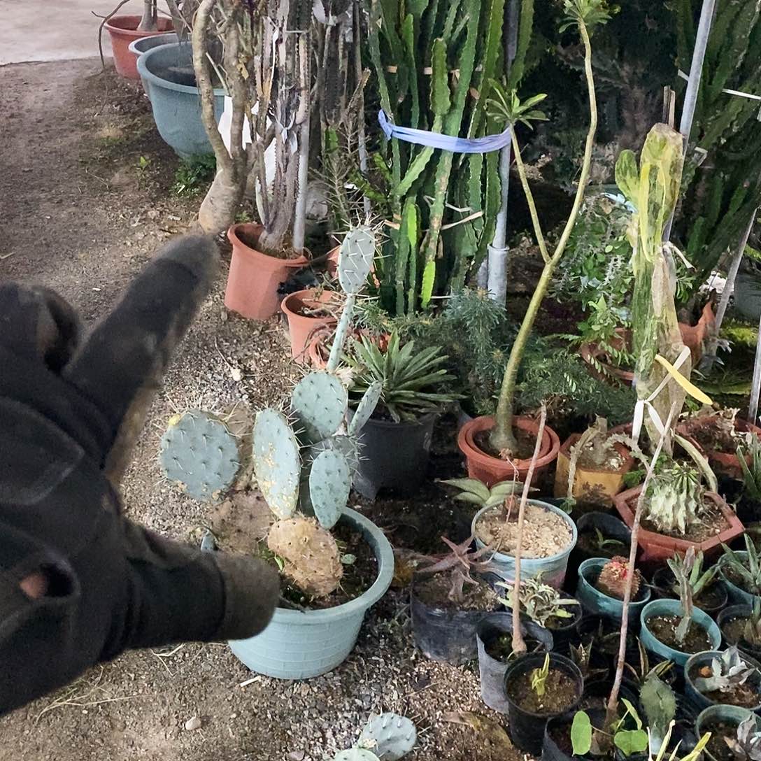 轰***g101号选手整盆发货