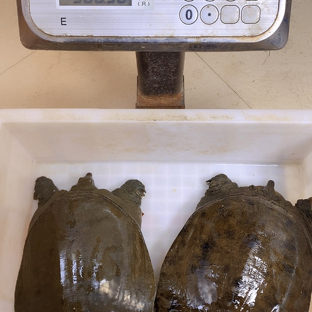 中国大陆野生甲鱼包邮