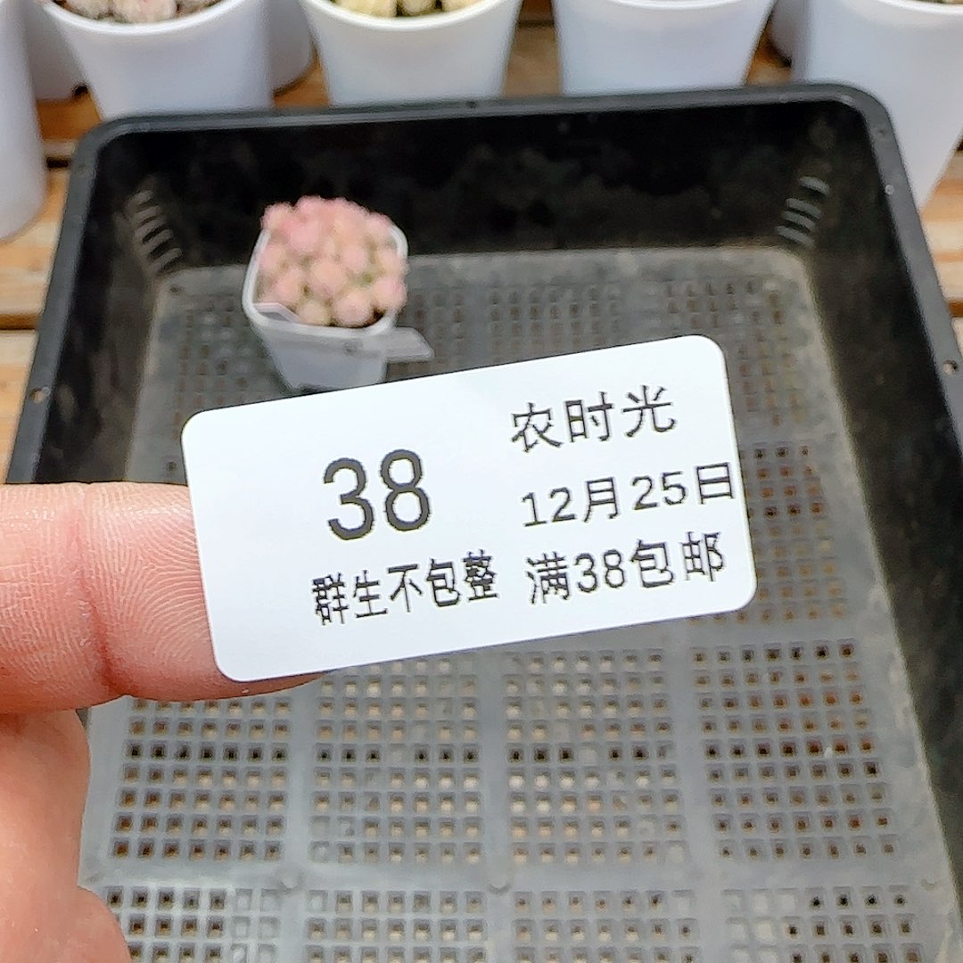 K***k1225-38（9cm万象盆）