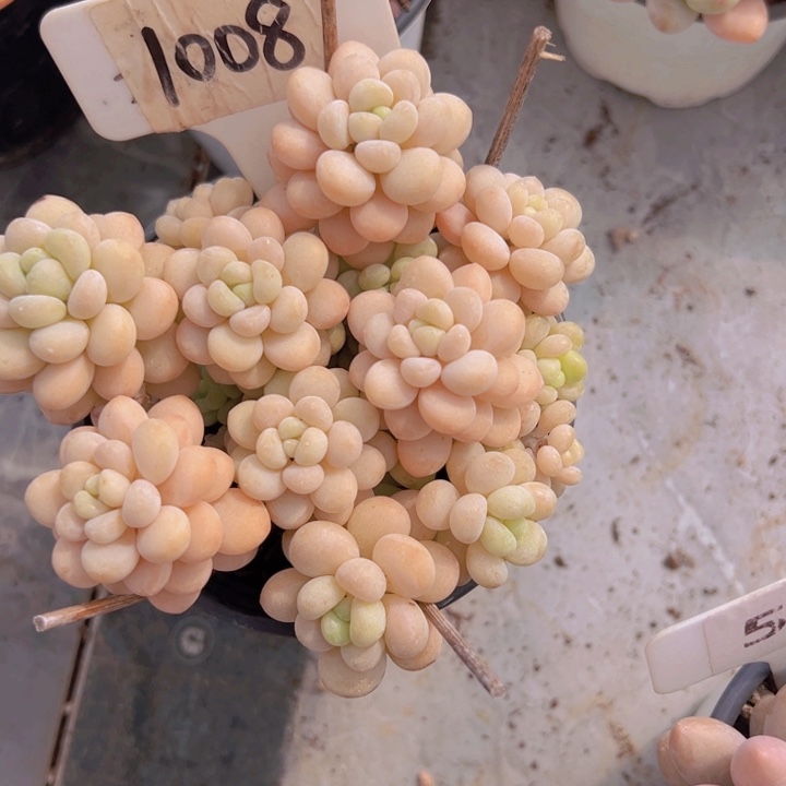 健健康康平平安安