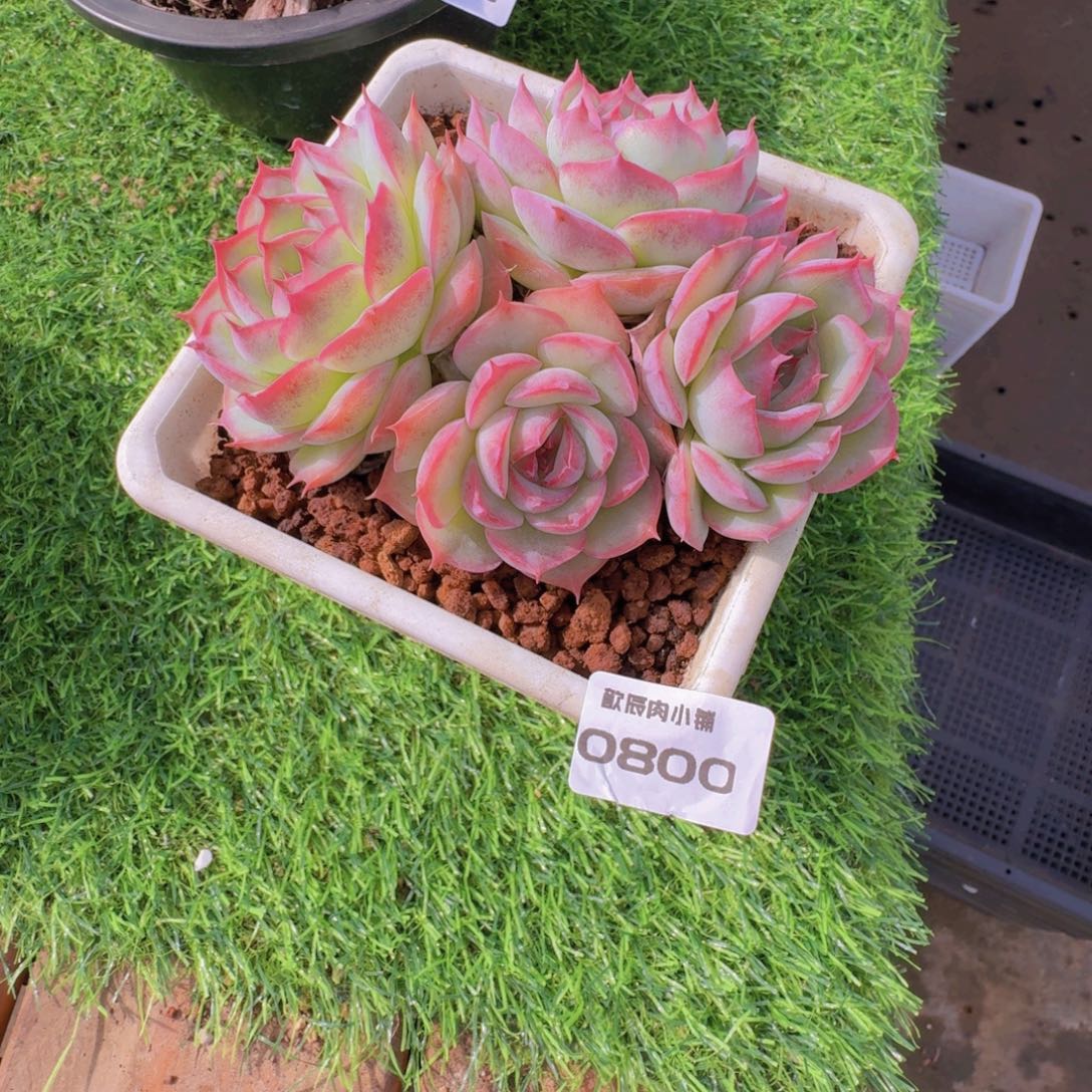 星****多肉植物侧影群0800