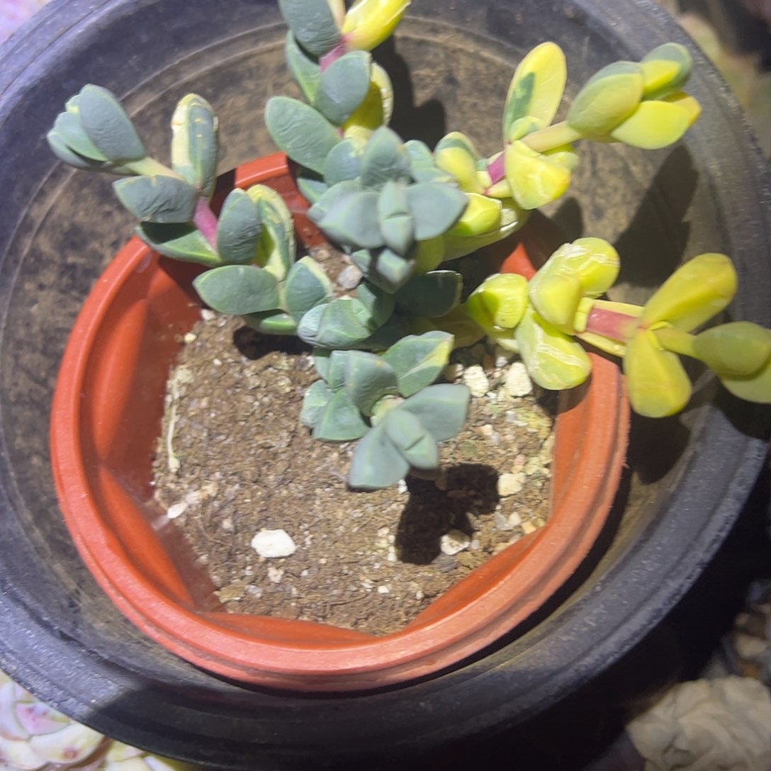 一***色鹿角海棠锦一个带盆