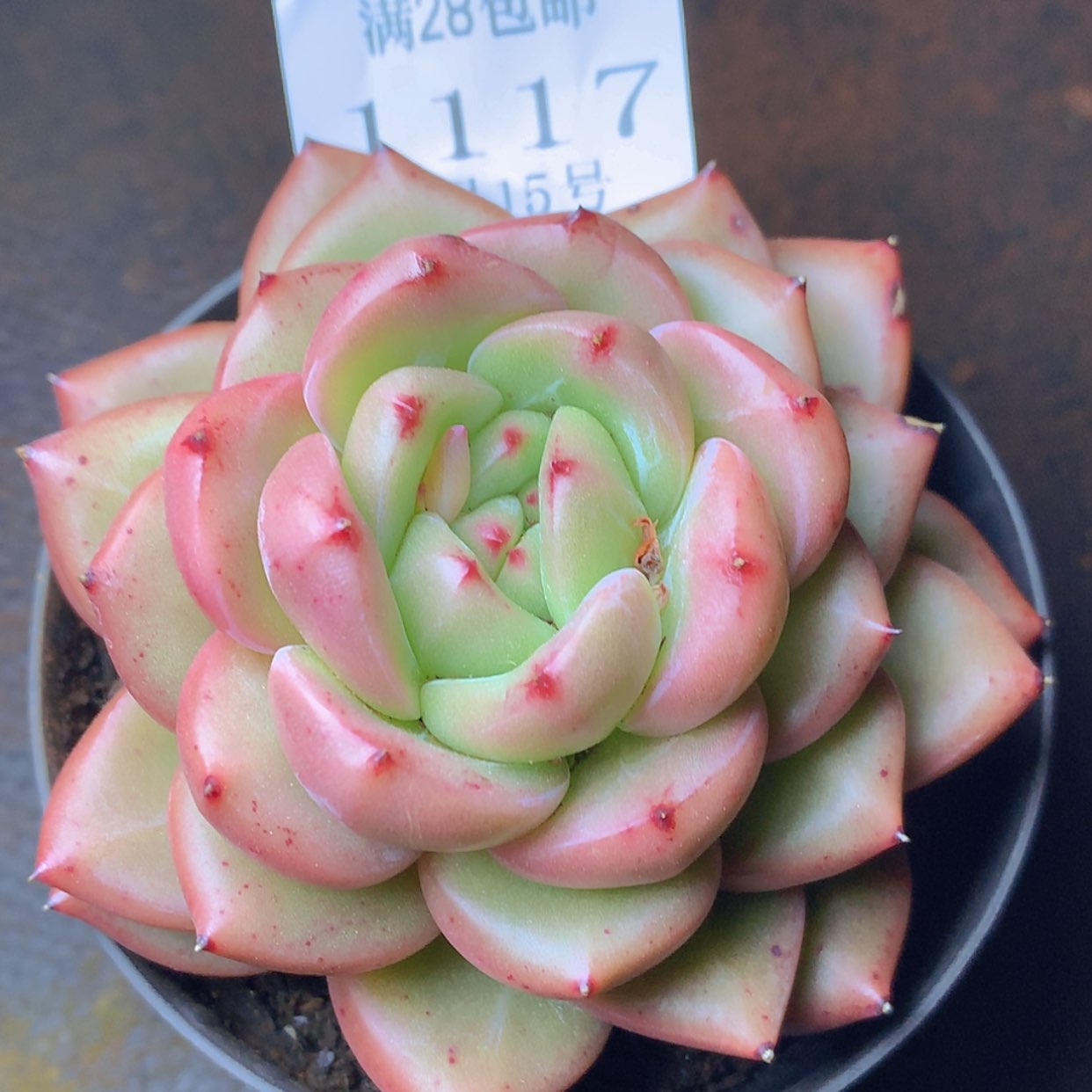 【闪购商品】云1117号