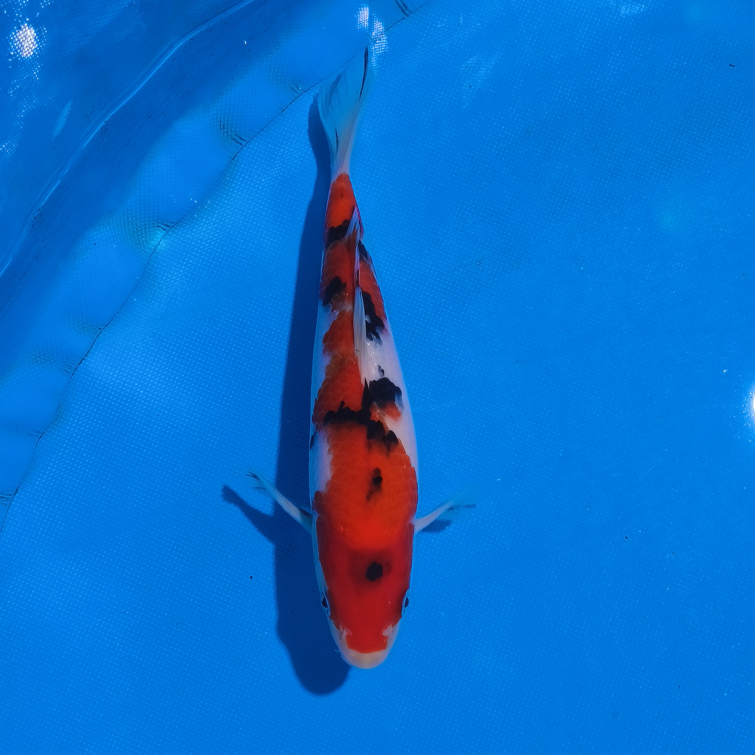 小锦润锦鲤（手术过，24cm大正）锦鲤观赏活体红白大正昭和