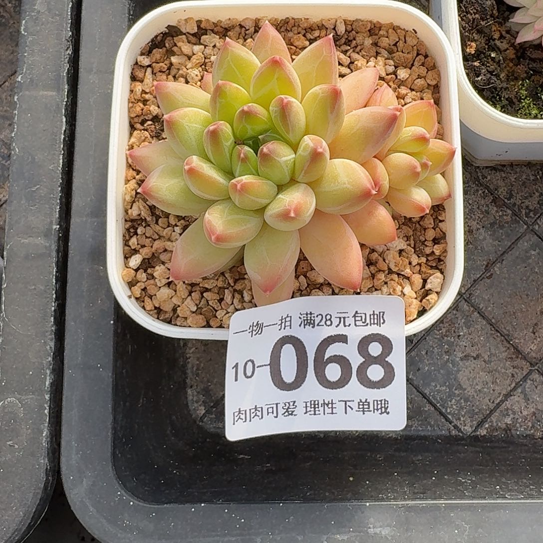 胖体青花瓷无盆无发货