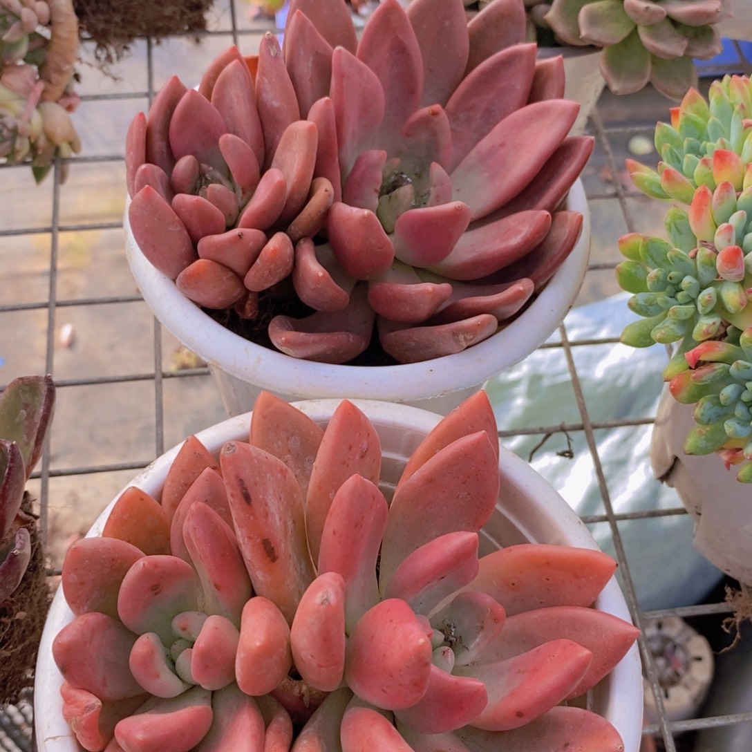 桃花源双头起发两盆