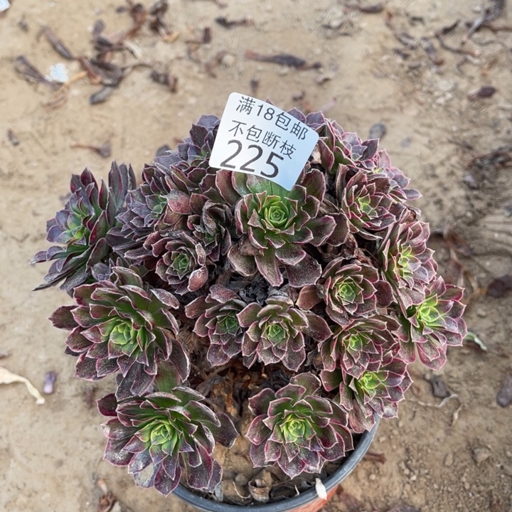 225安娜手捧1北法师