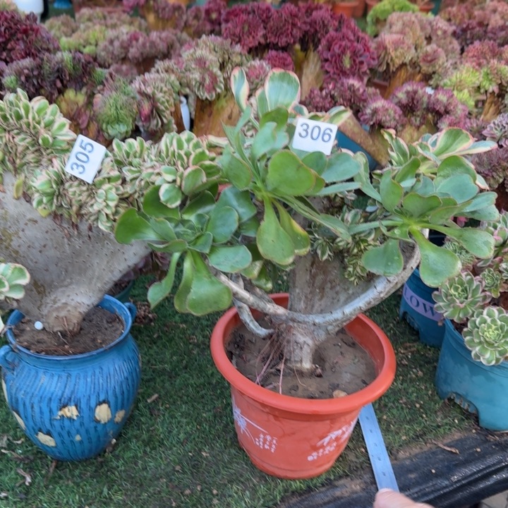 燕资法师锦缀化2棵305.306