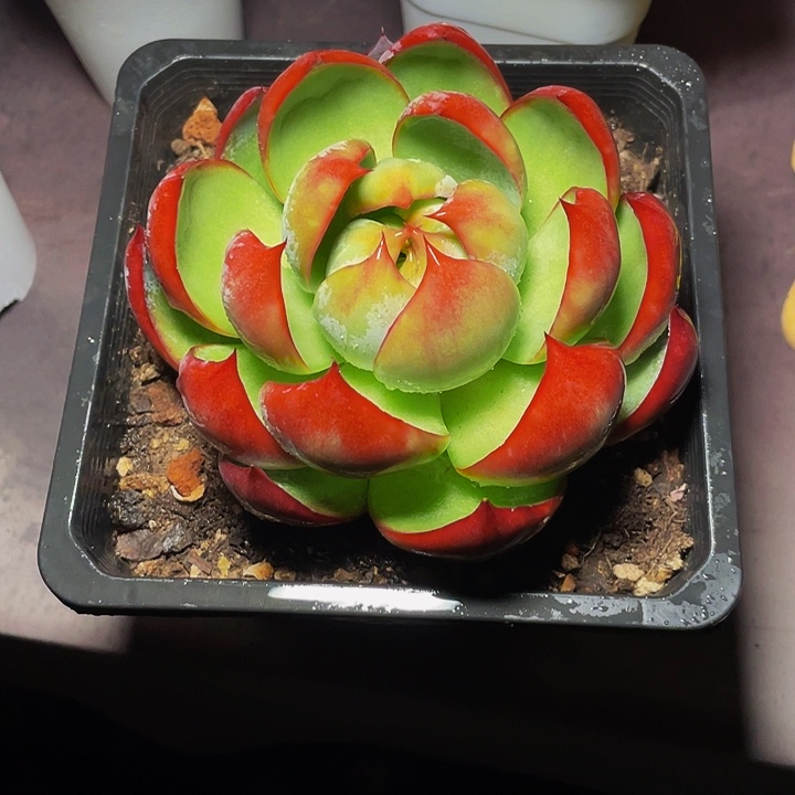 ****丽多肉植物多肉惊鸿