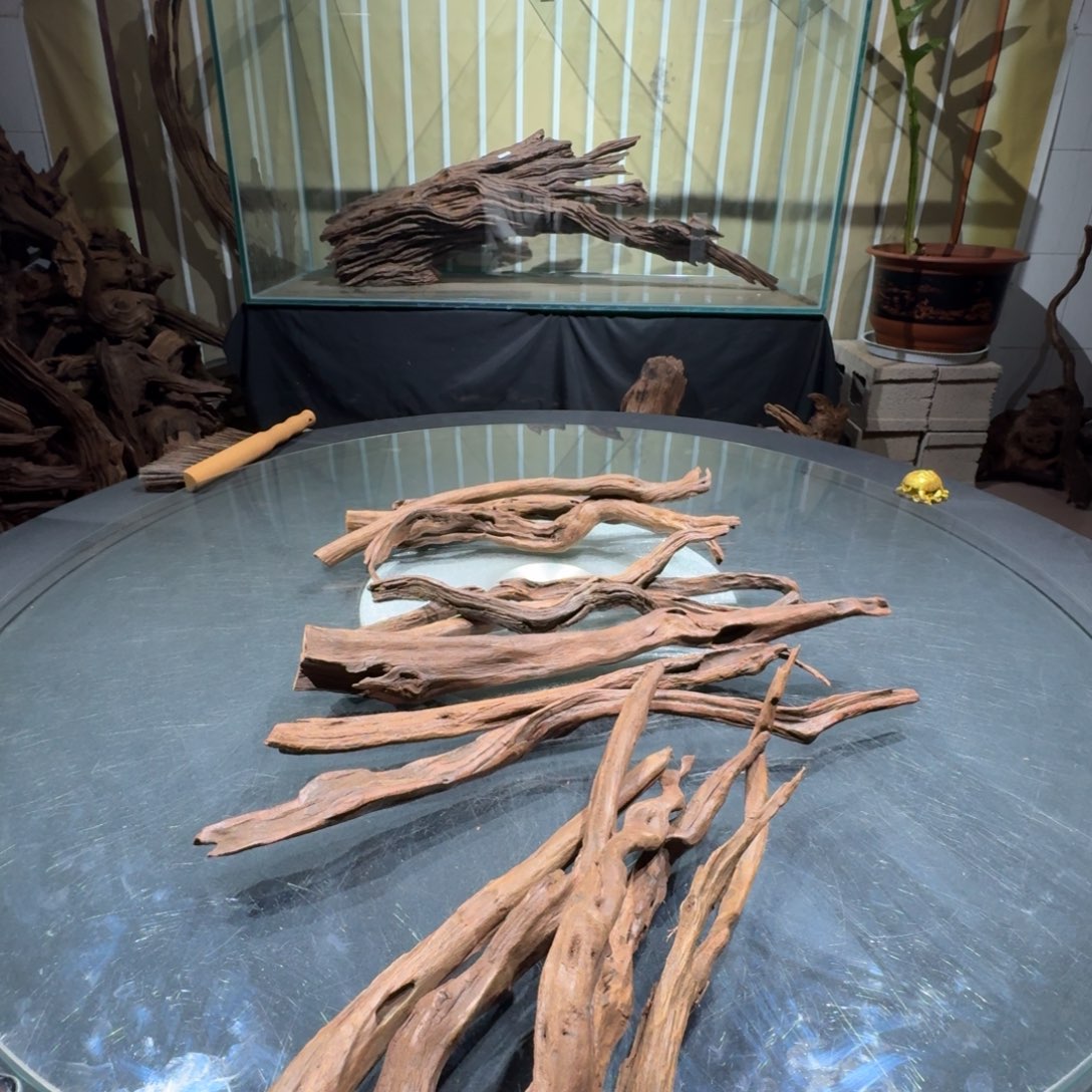 孟***了香榧木一物一拍鱼缸造景