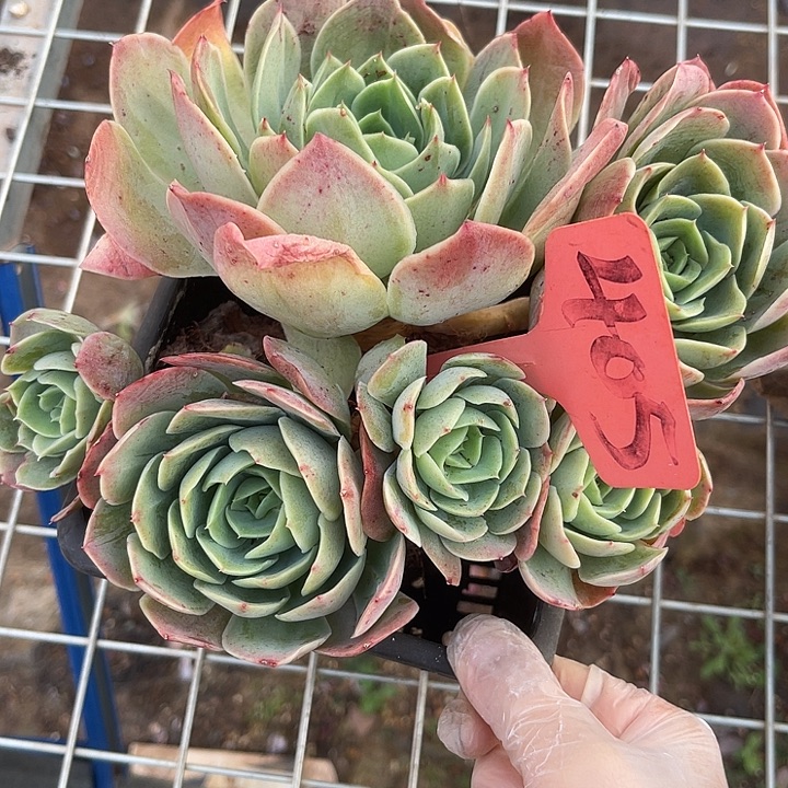 两单包邮，一物一拍，405桃花坞