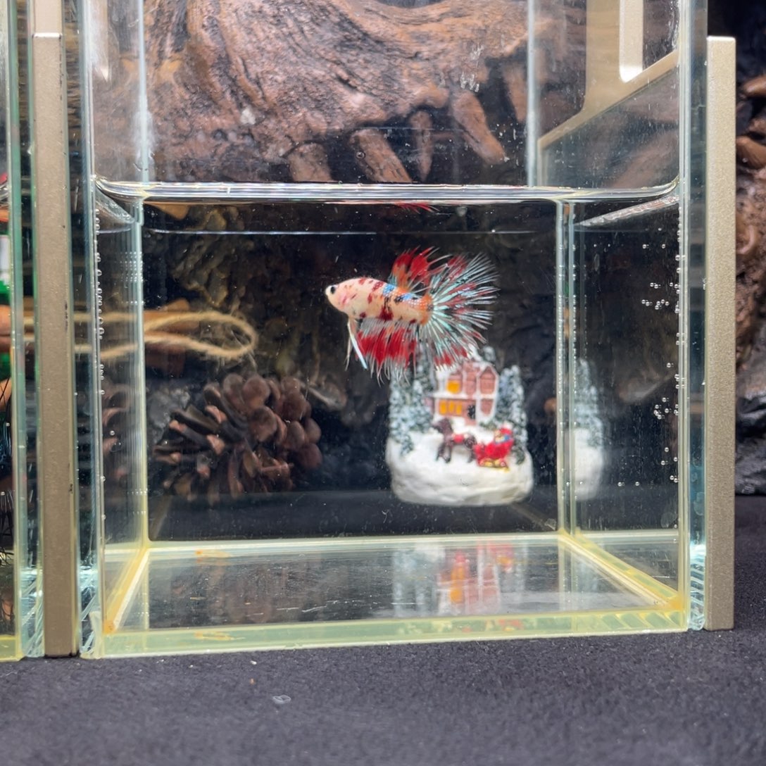 斗鱼十二月月九日竞价