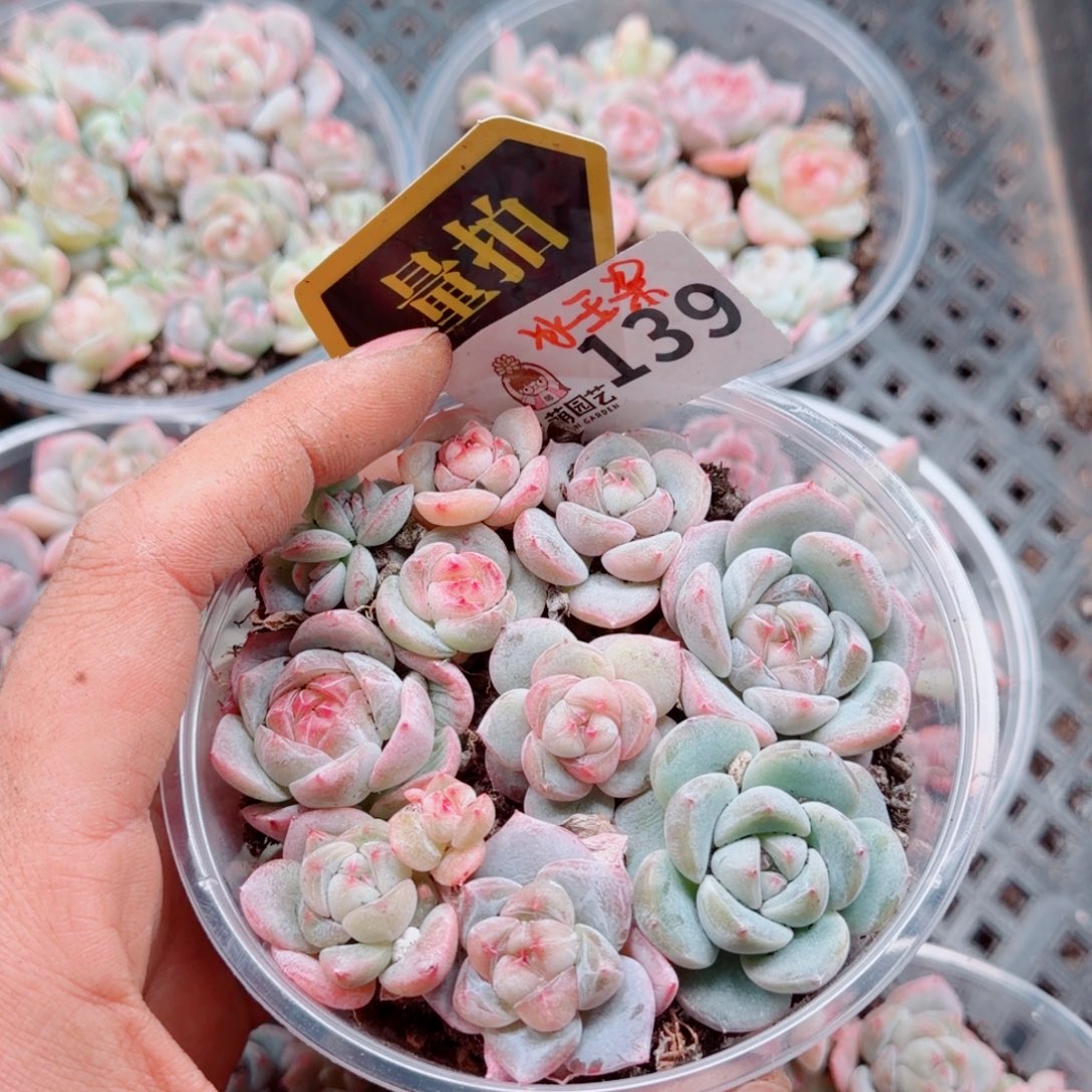多肉植物多肉植物
