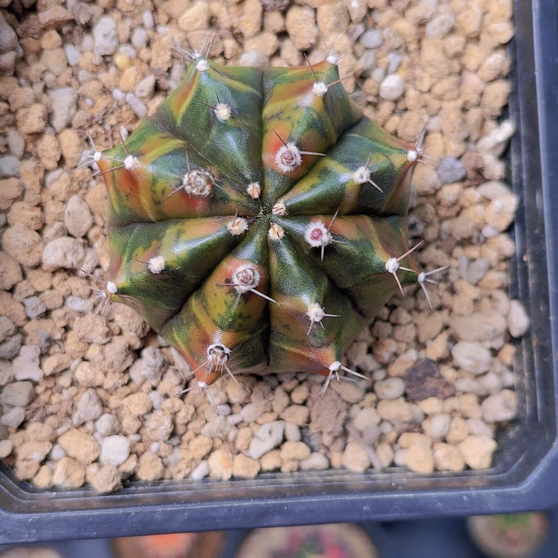 泰系米哈仙人球23号