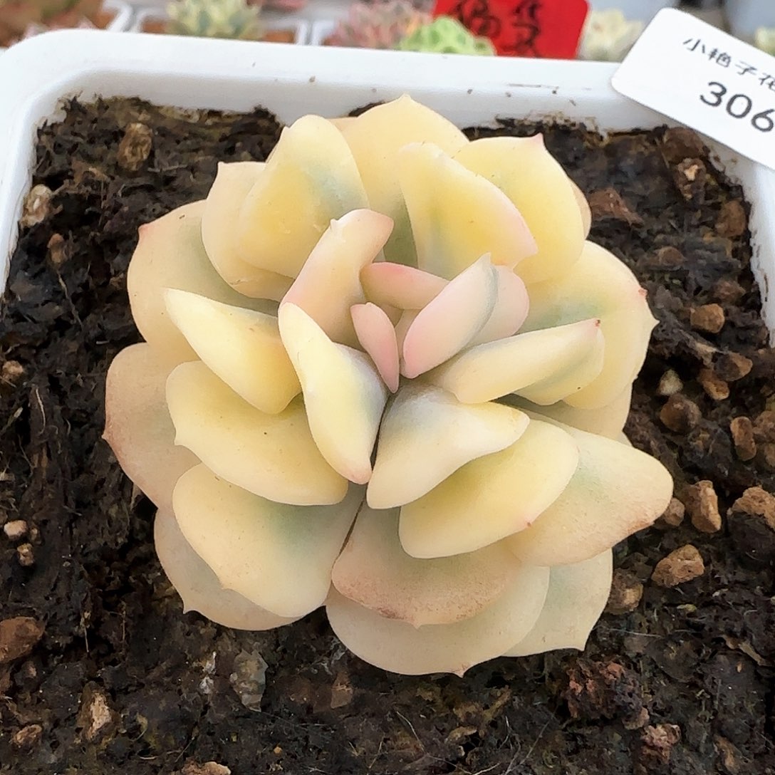 360血精灵锦多肉植物