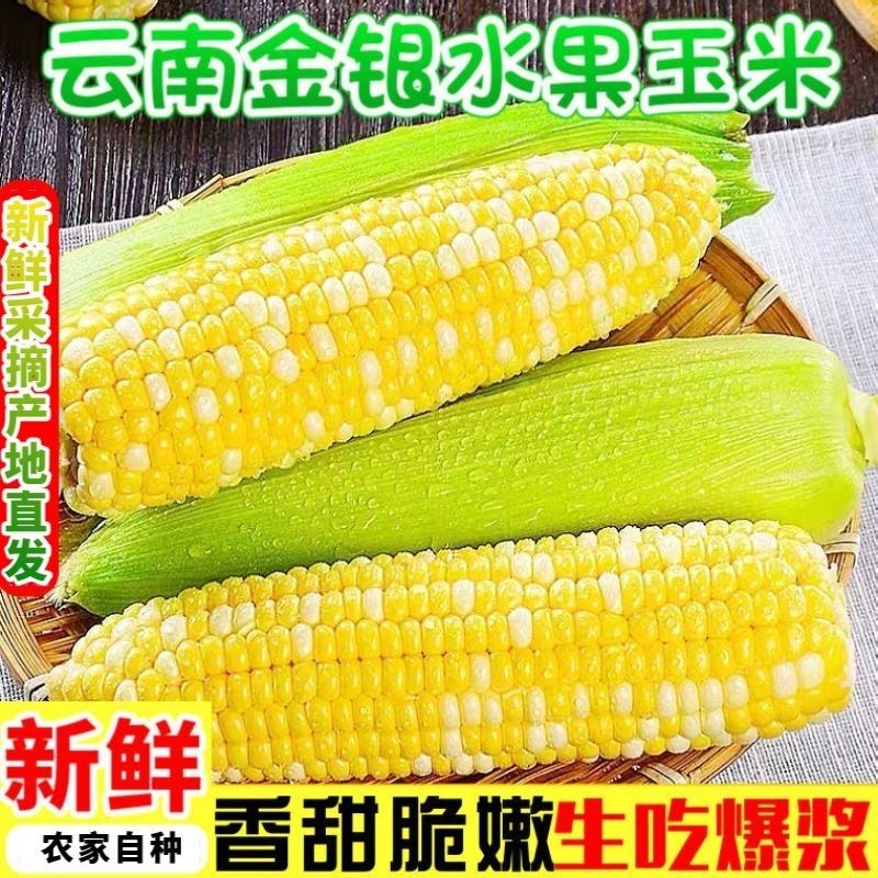 正宗云南金银水果玉米新鲜现摘现发甜玉米鲜嫩爆汁孕妇代餐蔬菜Z